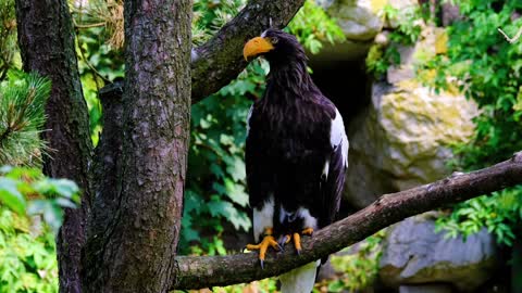 Bird adler giant eagle