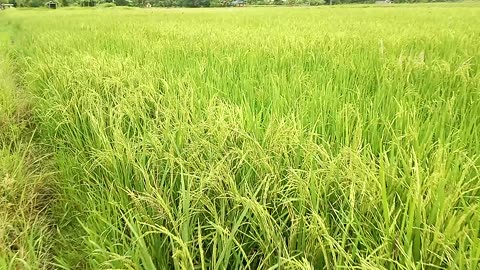 Rice farming in philippines