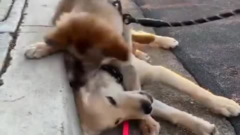 Little cute and funny dogs movment