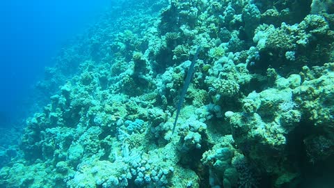 Coral reef and water plants in the Red Sea, Dahab, blue lagoon Sinai Egypt 4