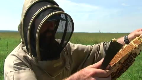 Honeybees are in high demand in New Brunswick. Here's why CBC News