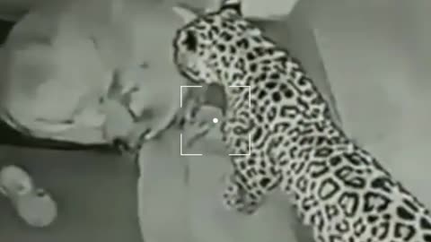 Shocking 😱😱 footage leopard attack security dog!😱😱