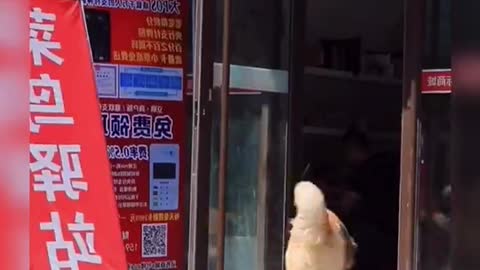 This dog is jealous of its owner's