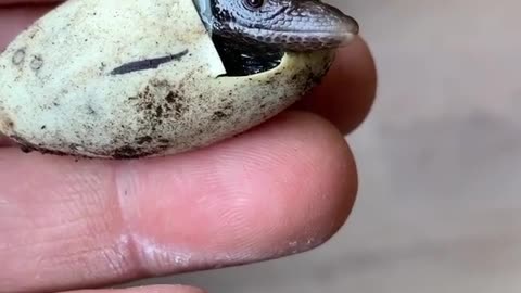 Meet the beautiful Reptile