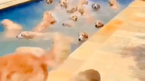 Cute dogs pool party