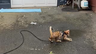 Bengal Cat Goes Wild for Water