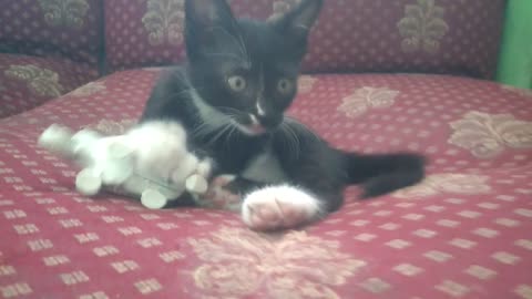 Black Cute Kitten Play with Toy - Elephant