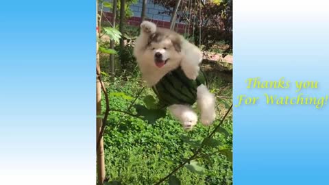 Cute Pets And Funny Animals Compilation! Pets Garden