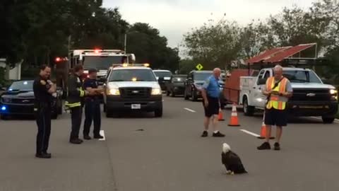 Policía y bomberos protegen a un Águila Calva en una calle de Florida
