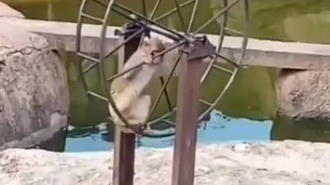 Monkey play games with around circle.