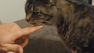 Cat licking owners fingers multiple times