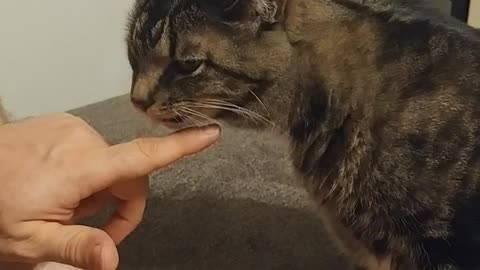 Cat licking owners fingers multiple times