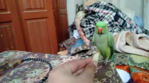 Cute Angry Parrot #Short #Parrot