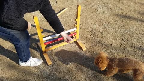 Trainning my dog to jump over obstacles