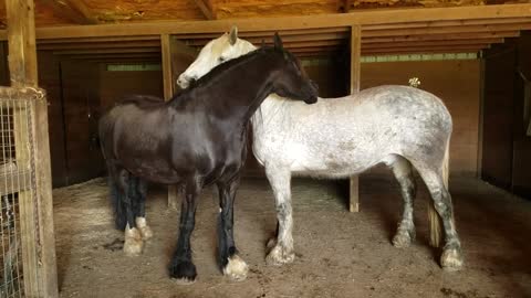 Beautiful horses calmly & lovingly groom each other