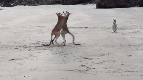 Kangaroo Fight On The Beach!