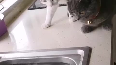 Funny cat and fish 🐠🐋🐟 cat reaction virat video