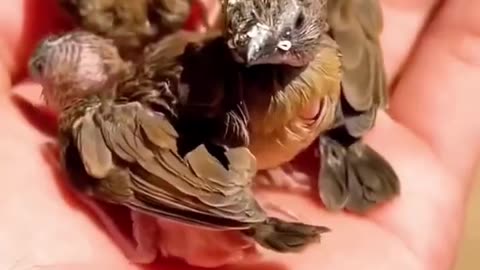 Man rescues baby bird fallen from the tree