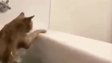 Funny animals try not to laugh🤣🤣