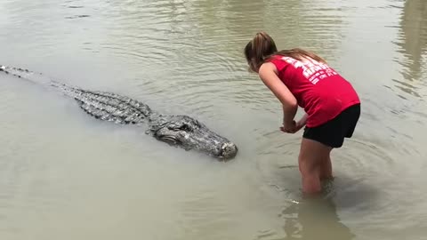 crocodile Going to gator country in Beaumont