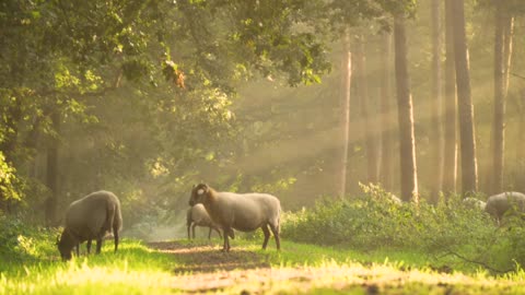 Sheep grazing nature