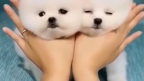 Cute Puppies Making Cute