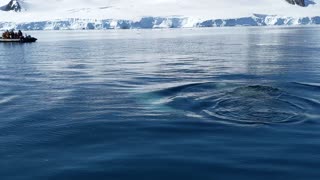 Orcas Pay Personal Visit with A Zodiac in Antarctica