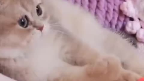 The Ultimate Viral Cat Video