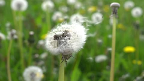 Dandelion flowers