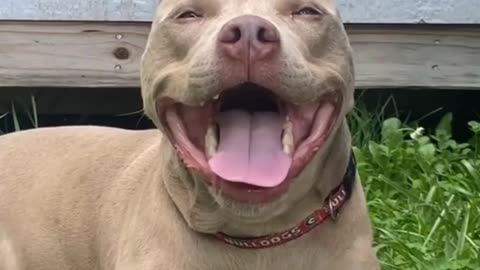 Pittie Smiles to Brighten Your Day🌞😎❤️🐾