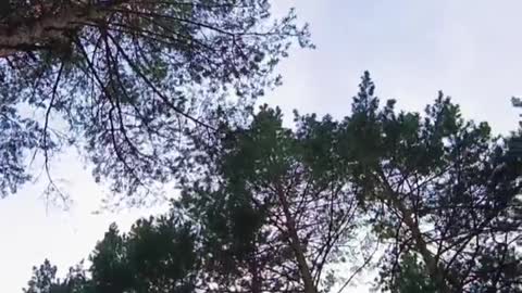 Standing under the towering tree, I look like a frog at the bottom of the well