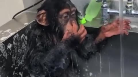 Chimpanzee's First Bath Chimpanzees Taking a Shower Clever and Cunning Chimpanzee