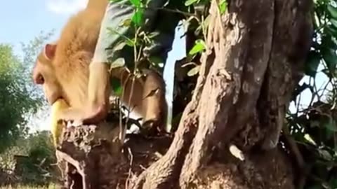 Funny vidéo monkey