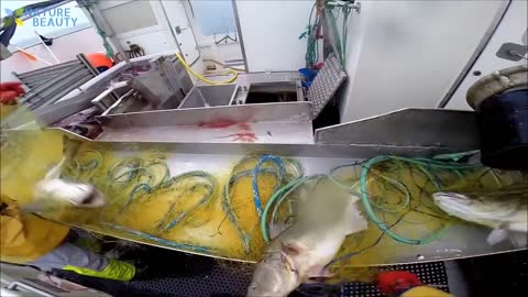 Catching and Processing Fish Right on Ship, Amazing Automatic Lines, Big Catch in The Sea