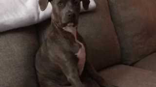 Grey pitbull puppy sits on couch like human