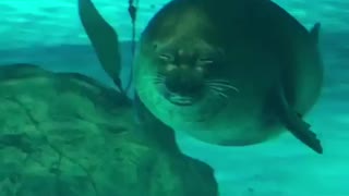 Seal sends out audition tape for next 'Jaws' movie