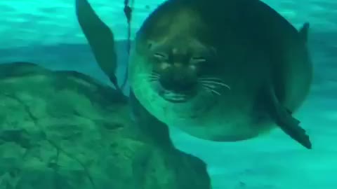 Seal sends out audition tape for next 'Jaws' movie