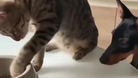 Cat shares food with its doggy pal!