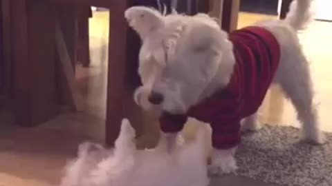 Westie Meets New Puppy Addition For The First Time