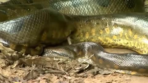 Giant Anaconda Worlds largest snake found in Amazon river