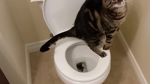 Toilet training cat