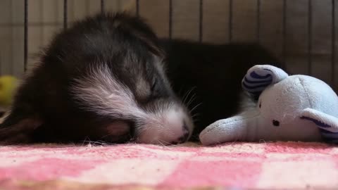 Cute dog sleeping