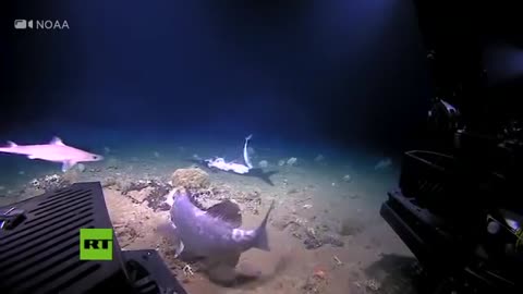 Peces se comen a un tiburon (real) impactante
