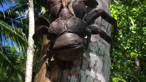 The Coconut Crab 🦀