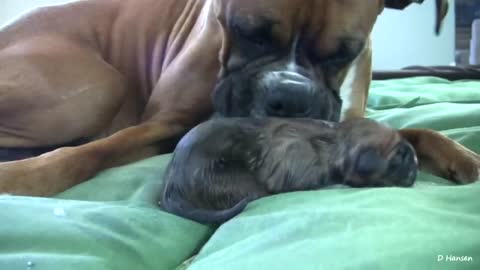 Amazing Puppy Birth (Part 1)- Amazing 👍 👍