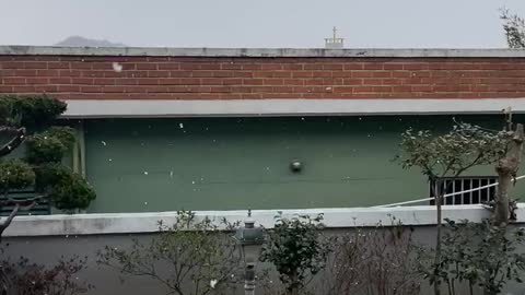 Snow falling in the yard.
