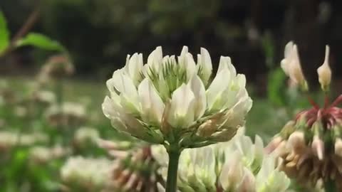 What is this flower, who knows?