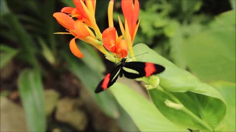 Butterflies awesome very very videos