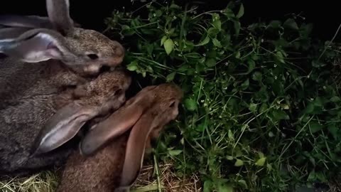 Rabbit,Rabbit video,Animal video,Animal
