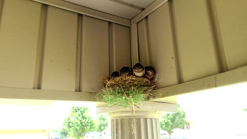 Baby Barn Swallows